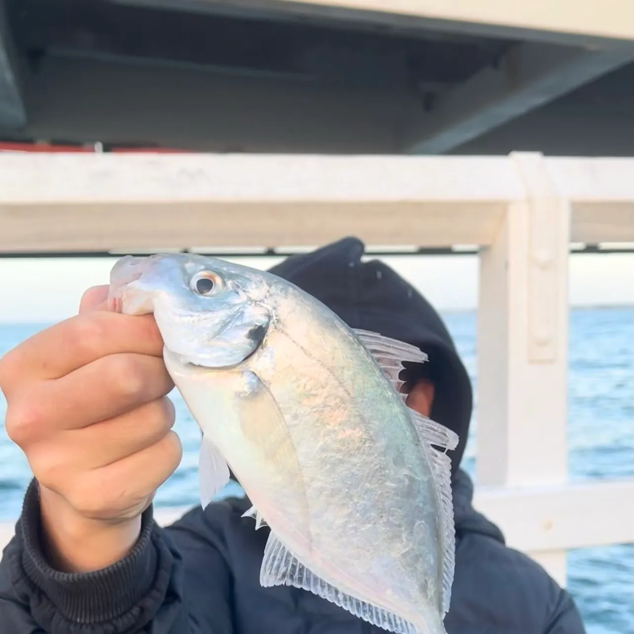 Silver trevally caught on Fishbrain