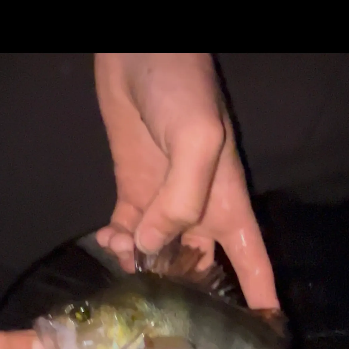 European perch caught on Fishbrain