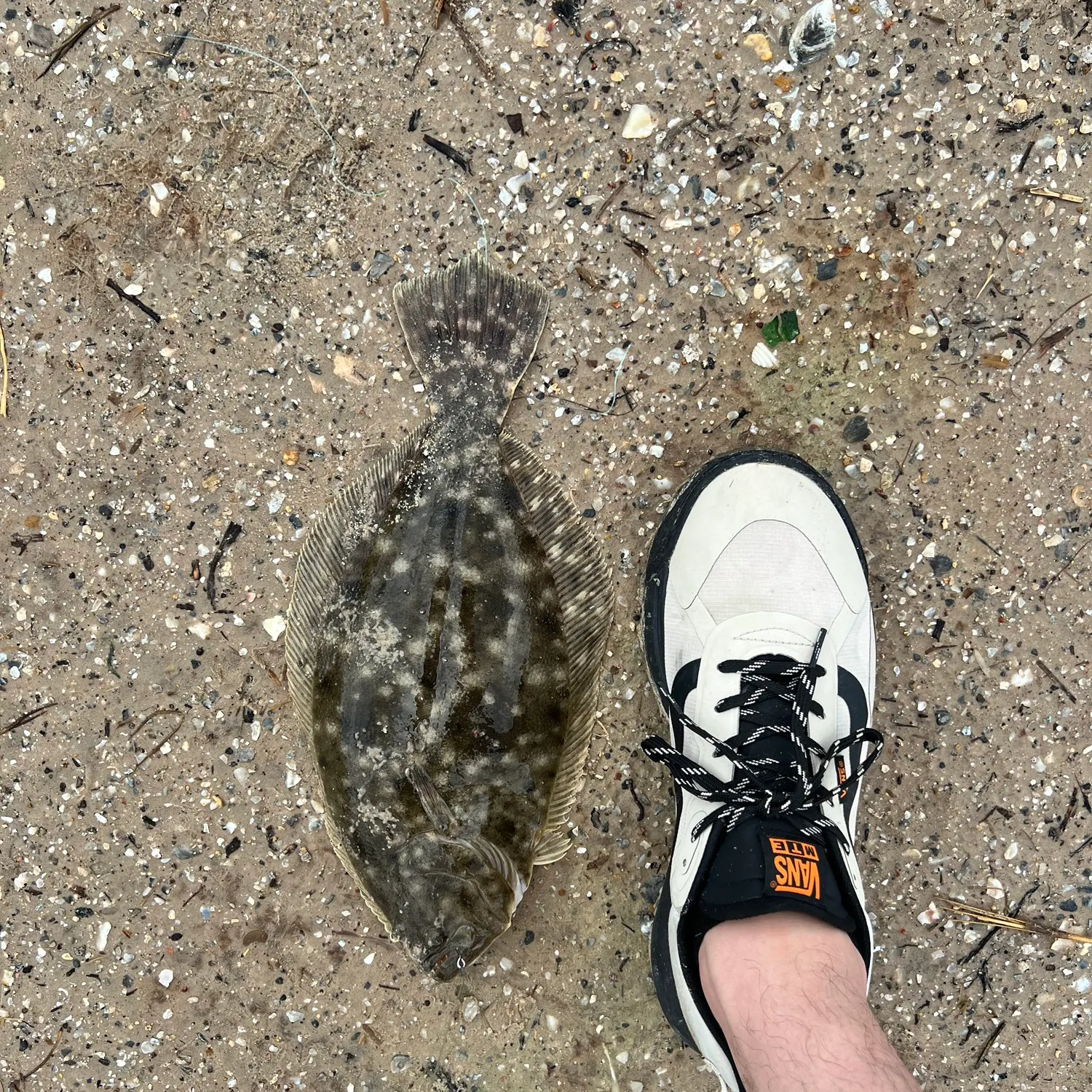 The most recent Southern flounder catches on Fishbrain