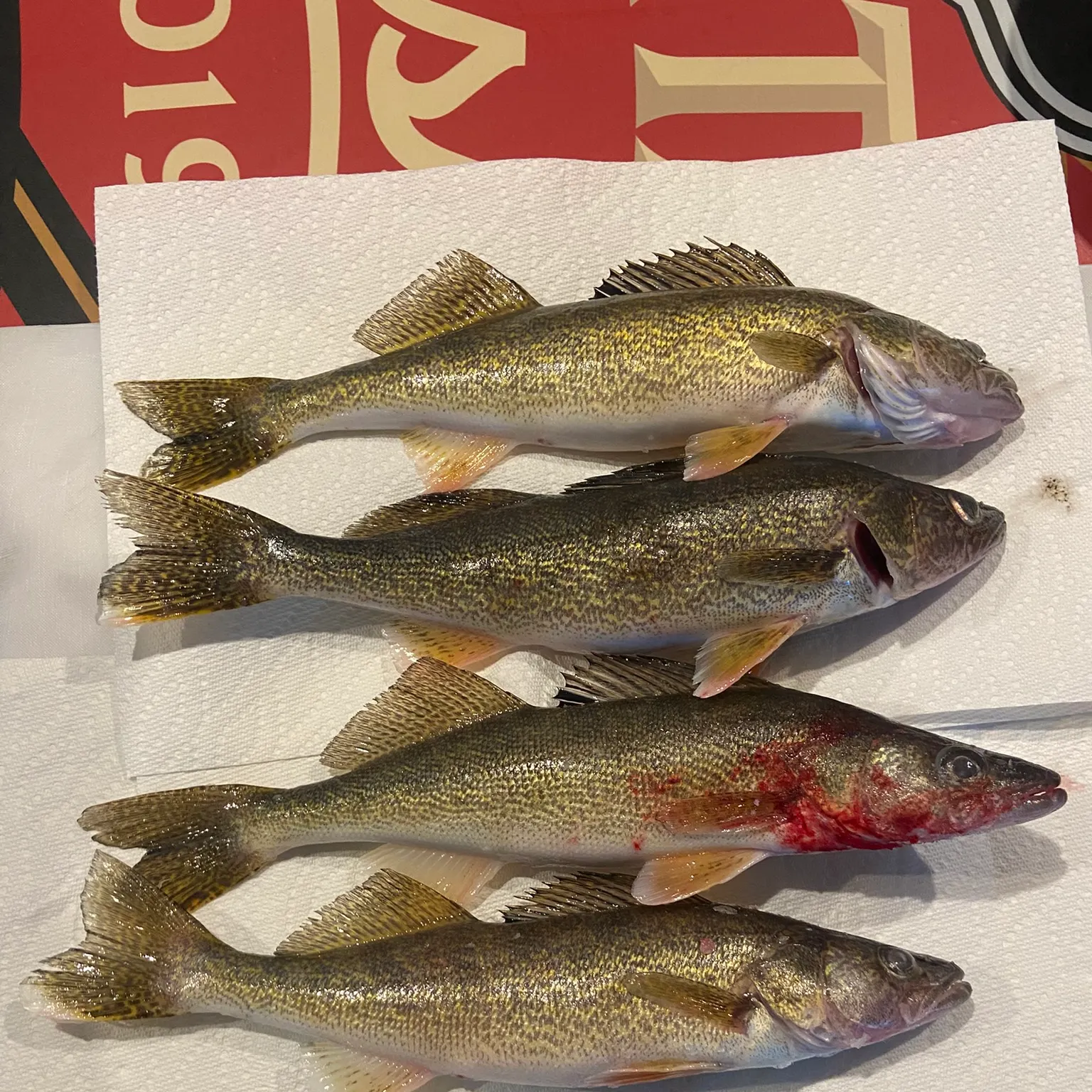 The most recent Walleye catches on Fishbrain