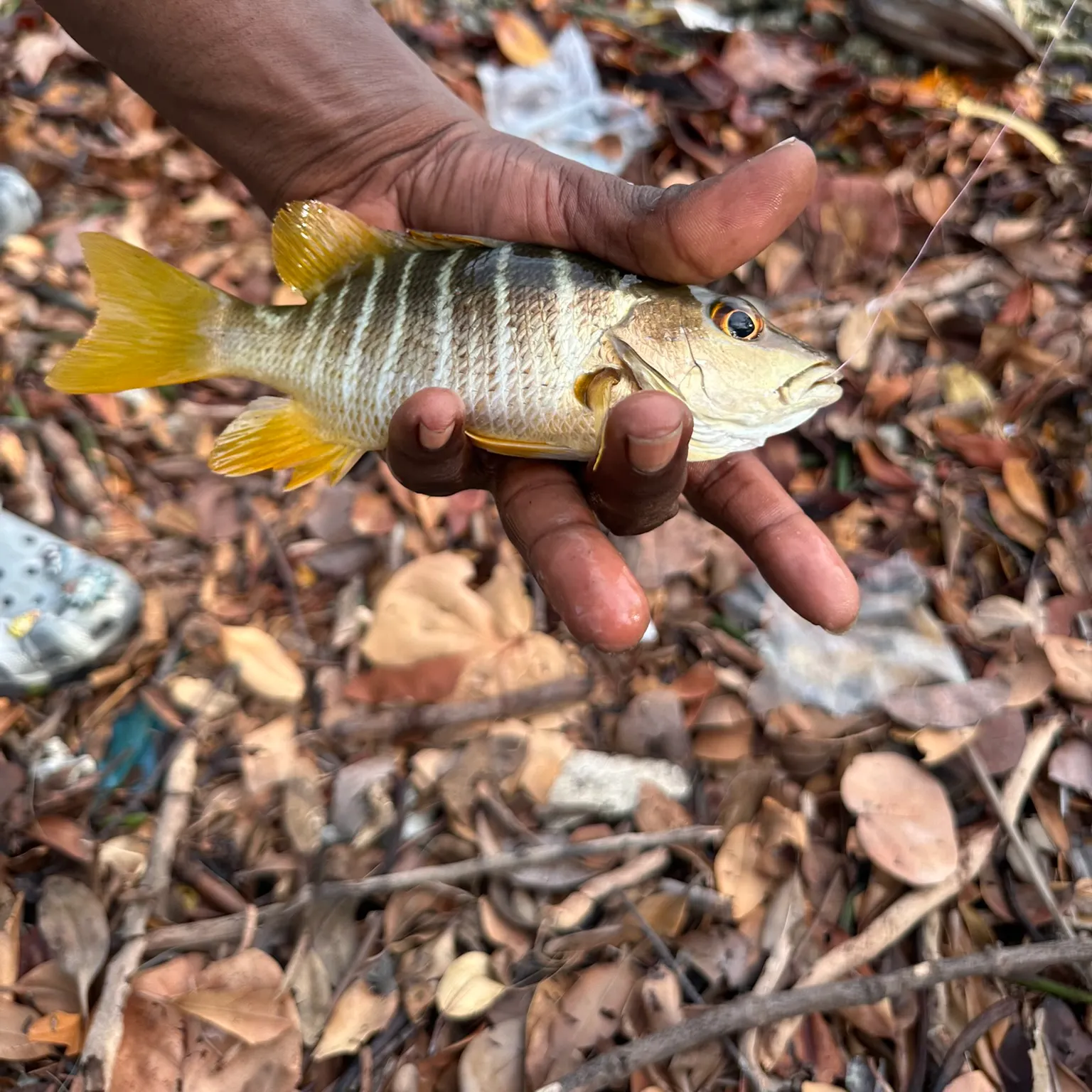 The most recent Schoolmaster snapper catches on Fishbrain