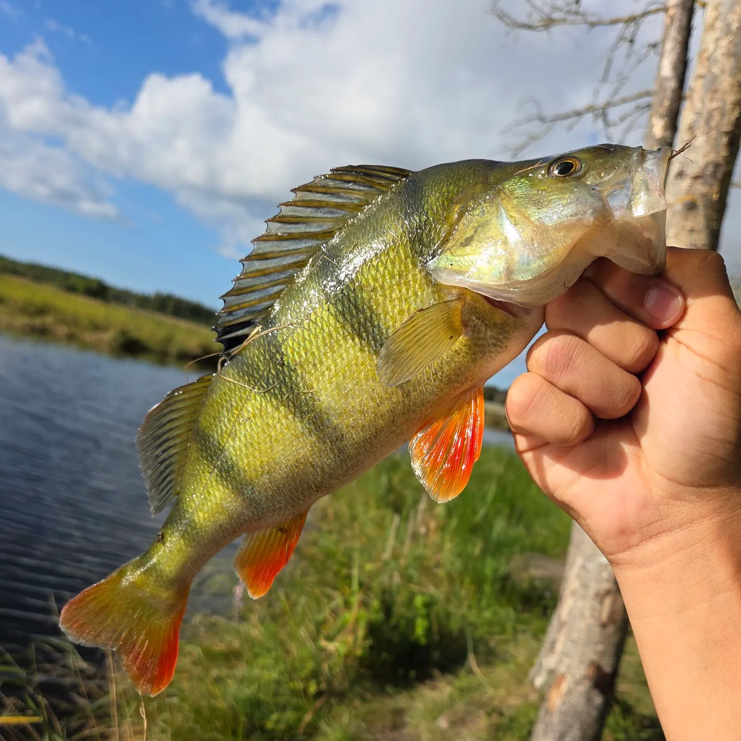 catch