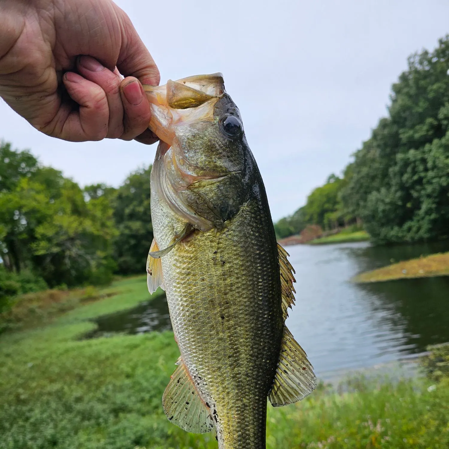 Largemouth bass caught on Fishbrain