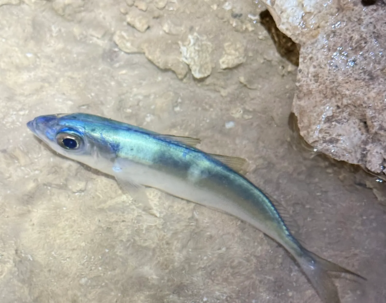 Atlantic horse mackerel