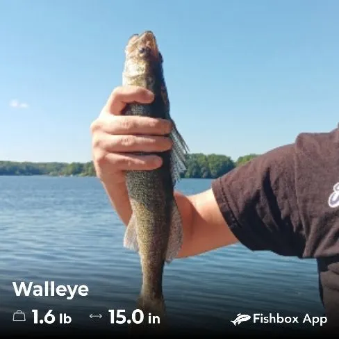 Walleye caught on Fishbrain