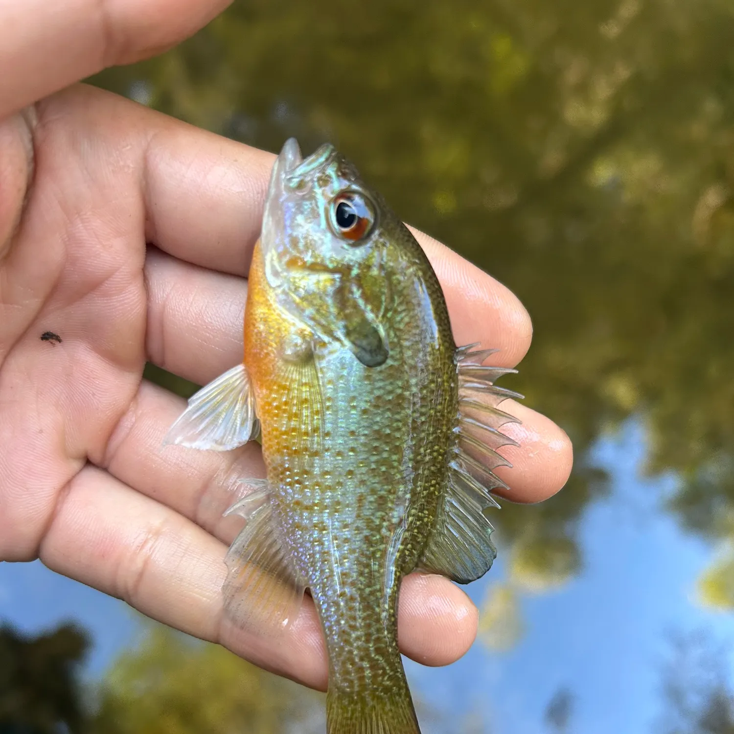 Redbreast sunfish caught on Fishbrain