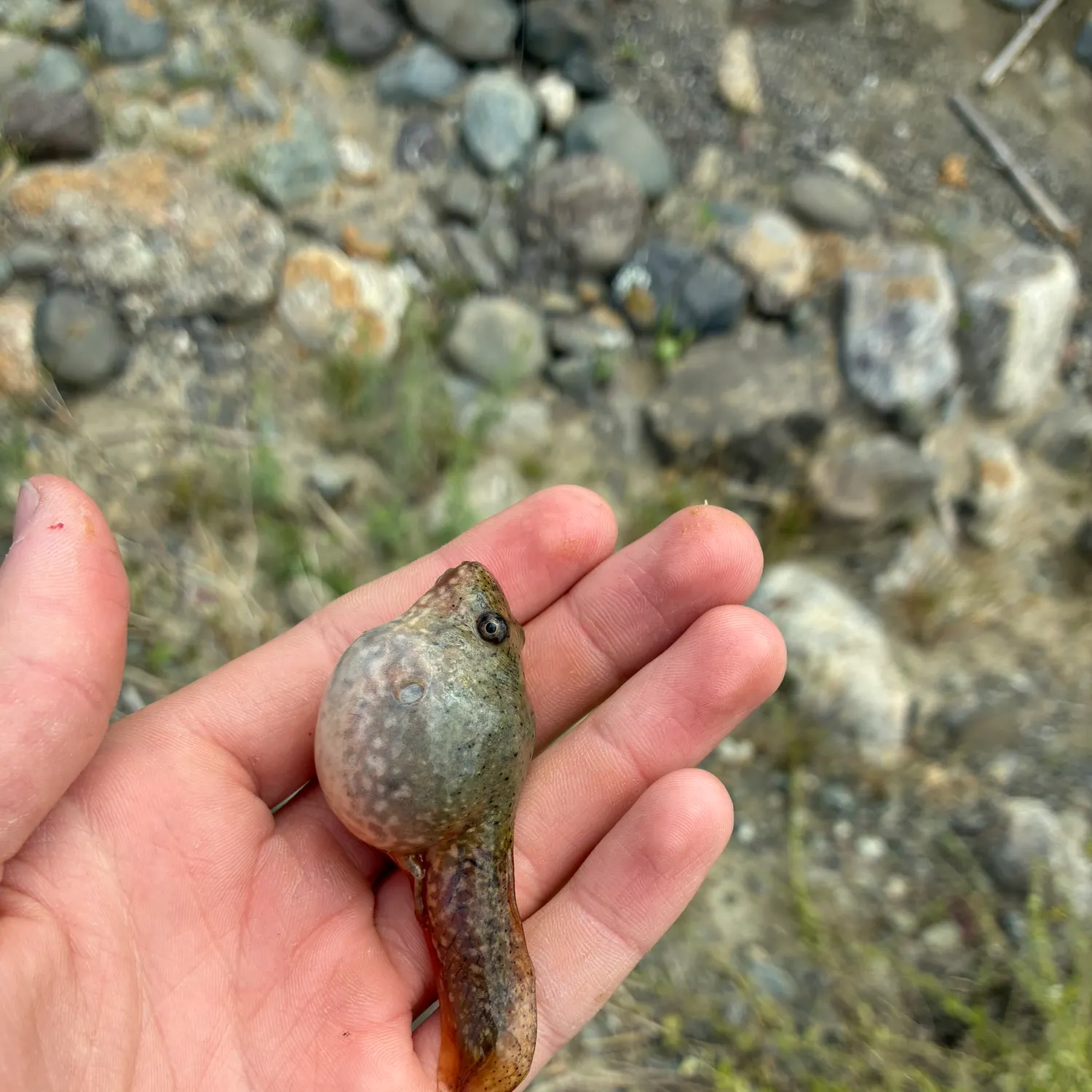 The most recent Tadpole whiptail catches on Fishbrain