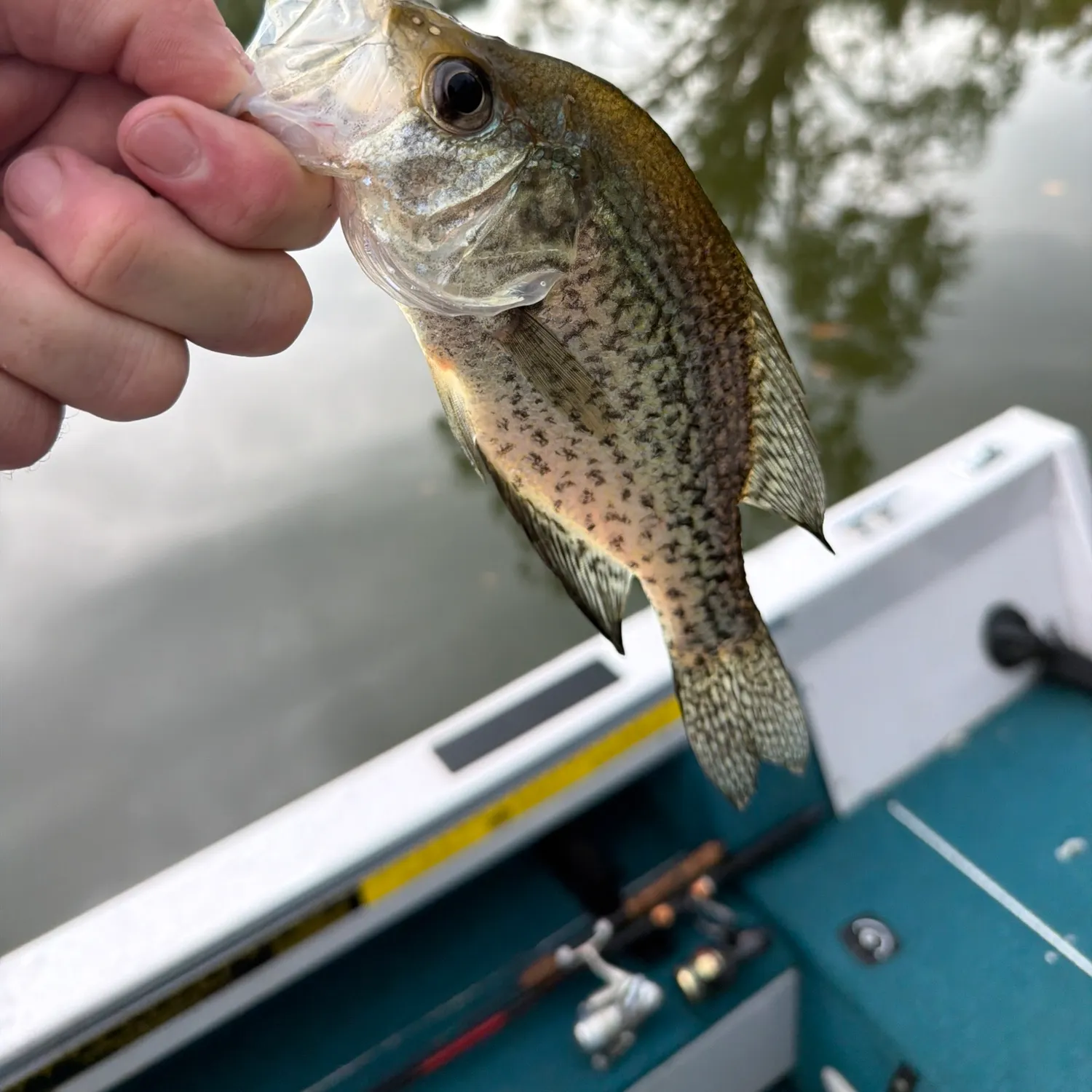 Black crappie caught on Fishbrain