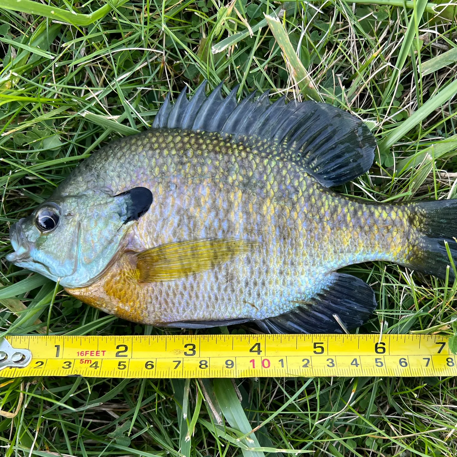 Bluegill caught on Fishbrain