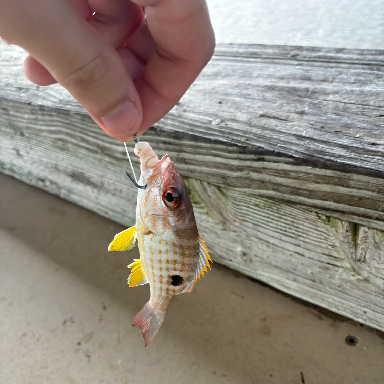 The most recent Lane snapper catches on Fishbrain