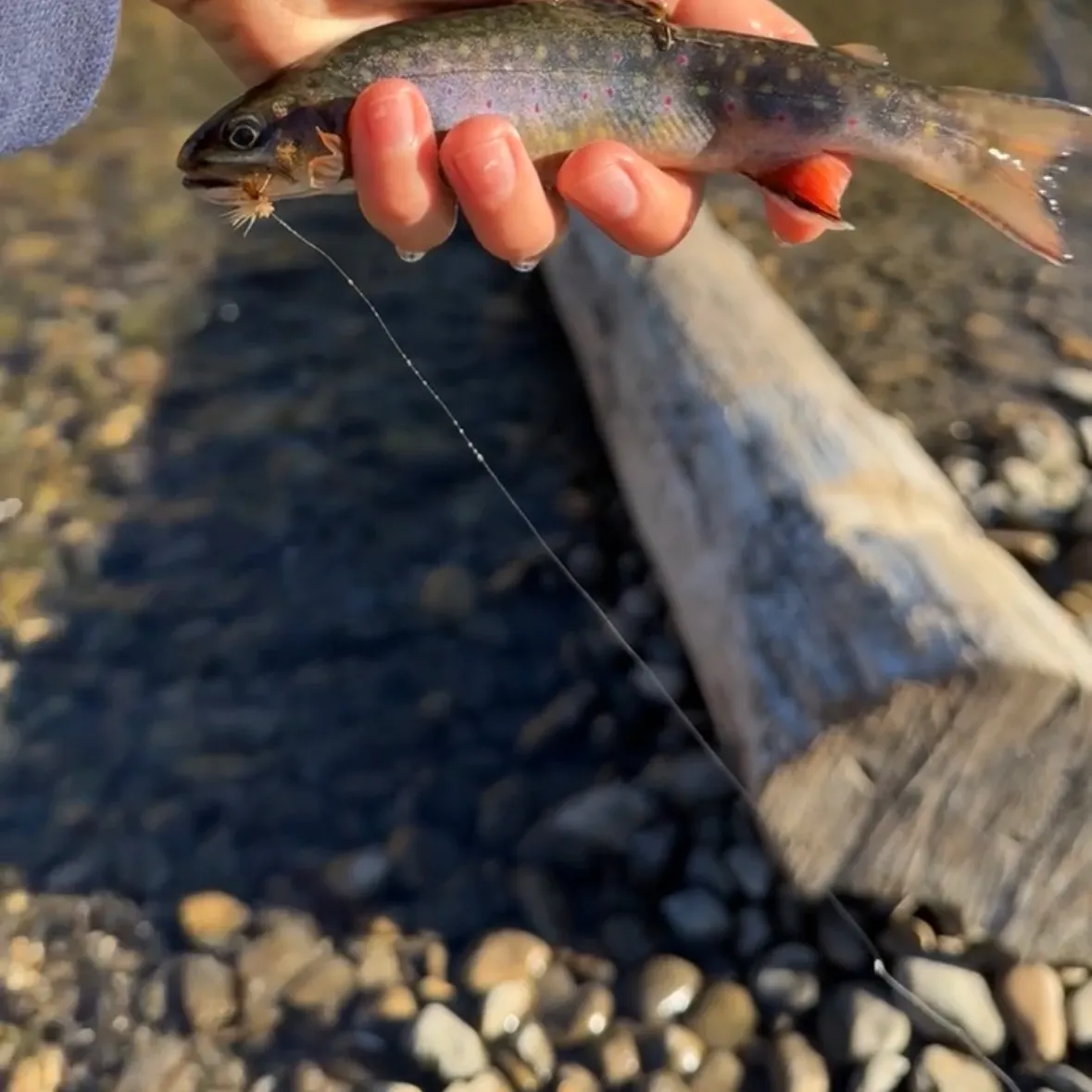 Brook trout caught on Fishbrain
