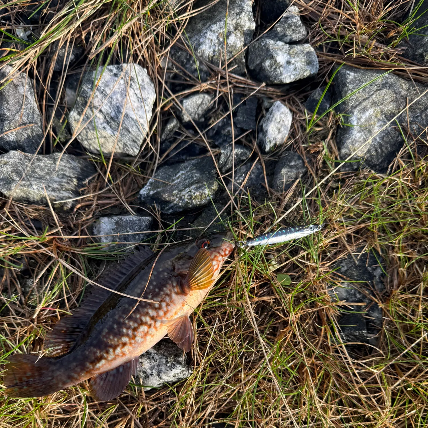 Ballan wrasse caught on Fishbrain