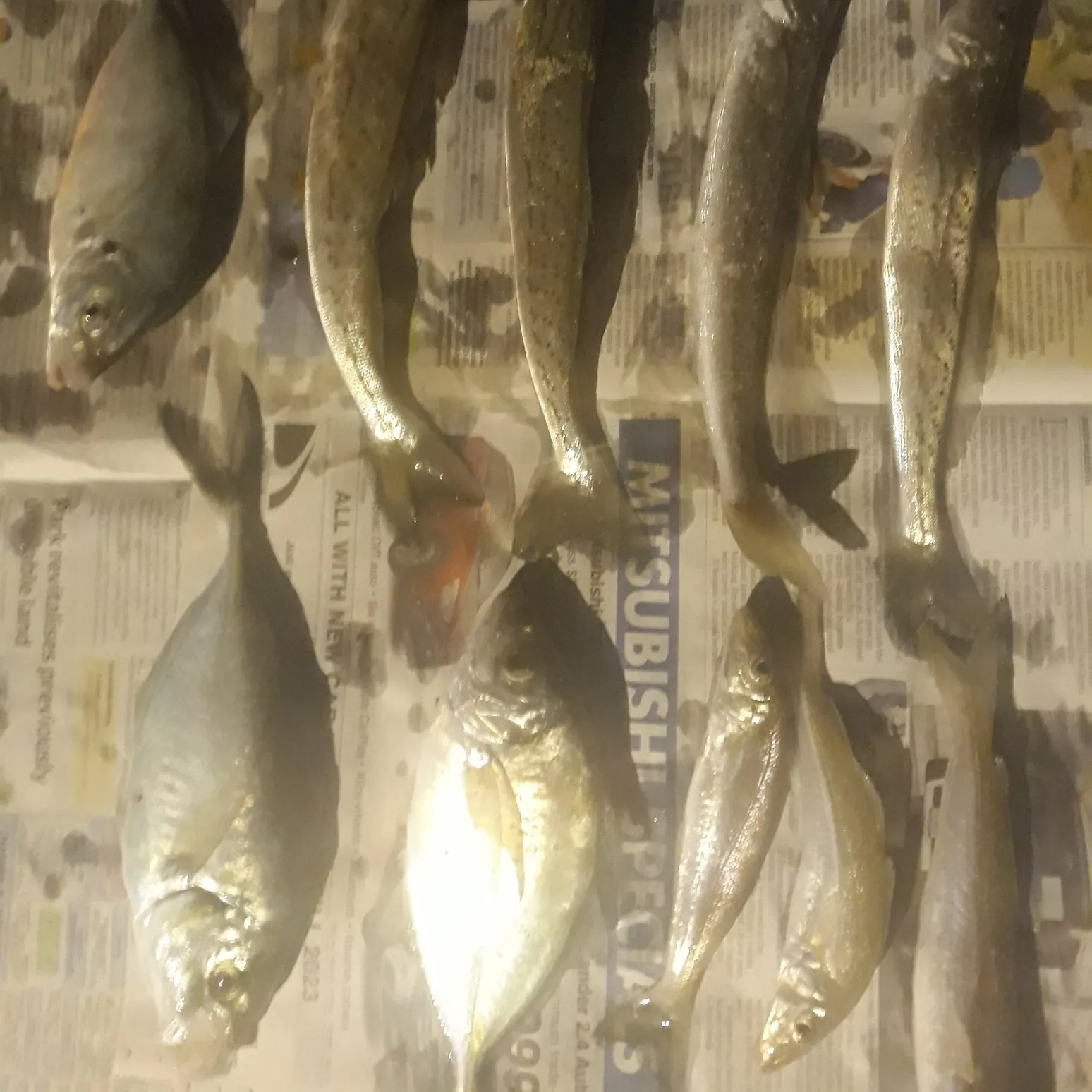 recently logged catches