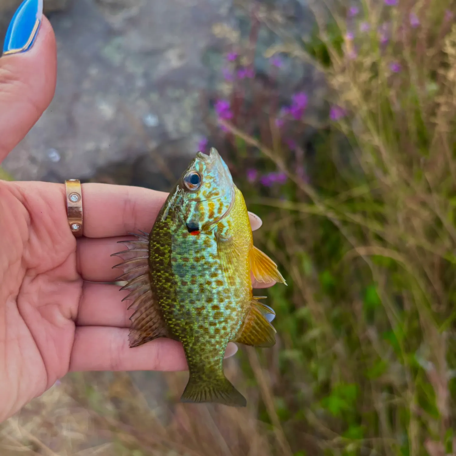 Pumpkinseed caught on Fishbrain