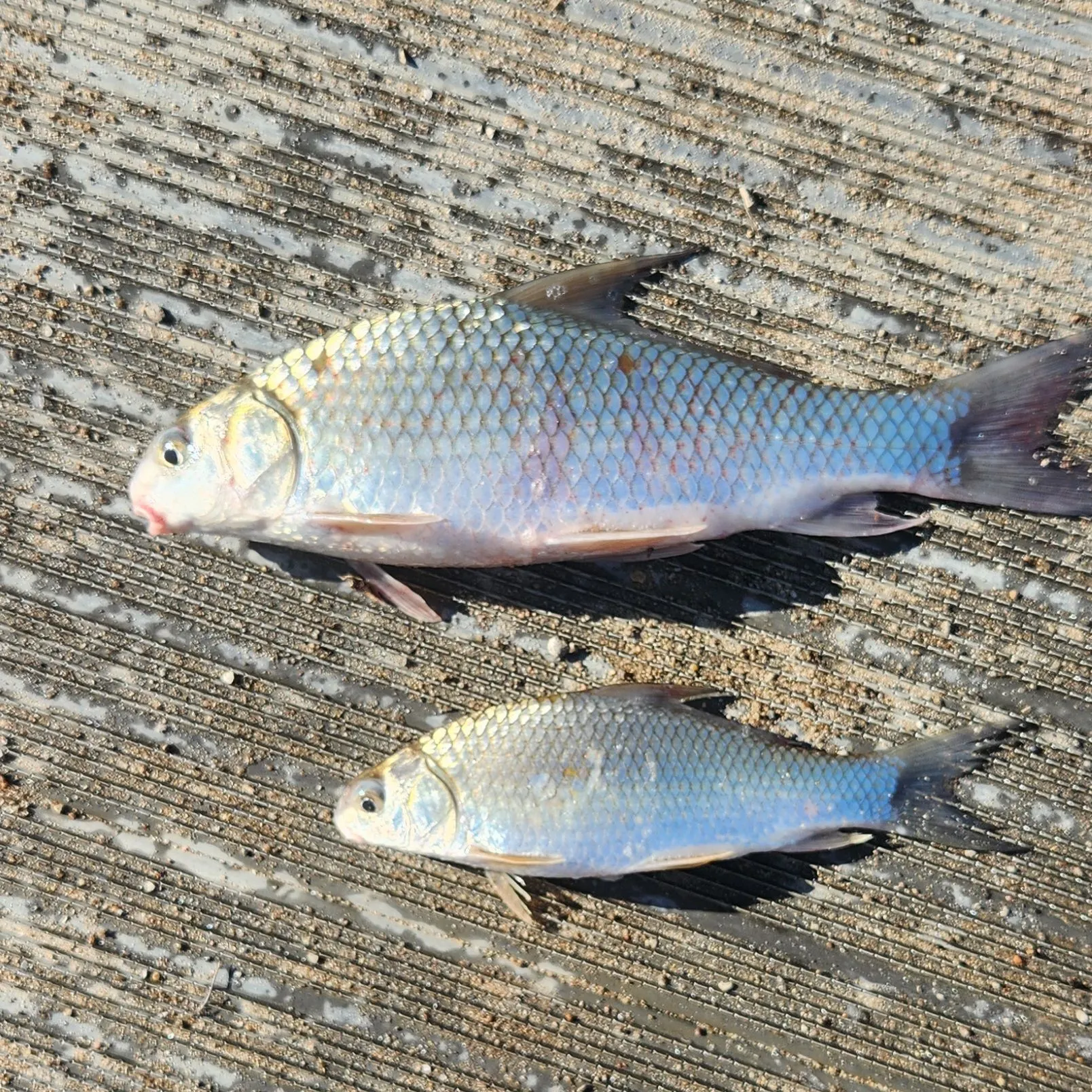 The most recent Quillback catches on Fishbrain