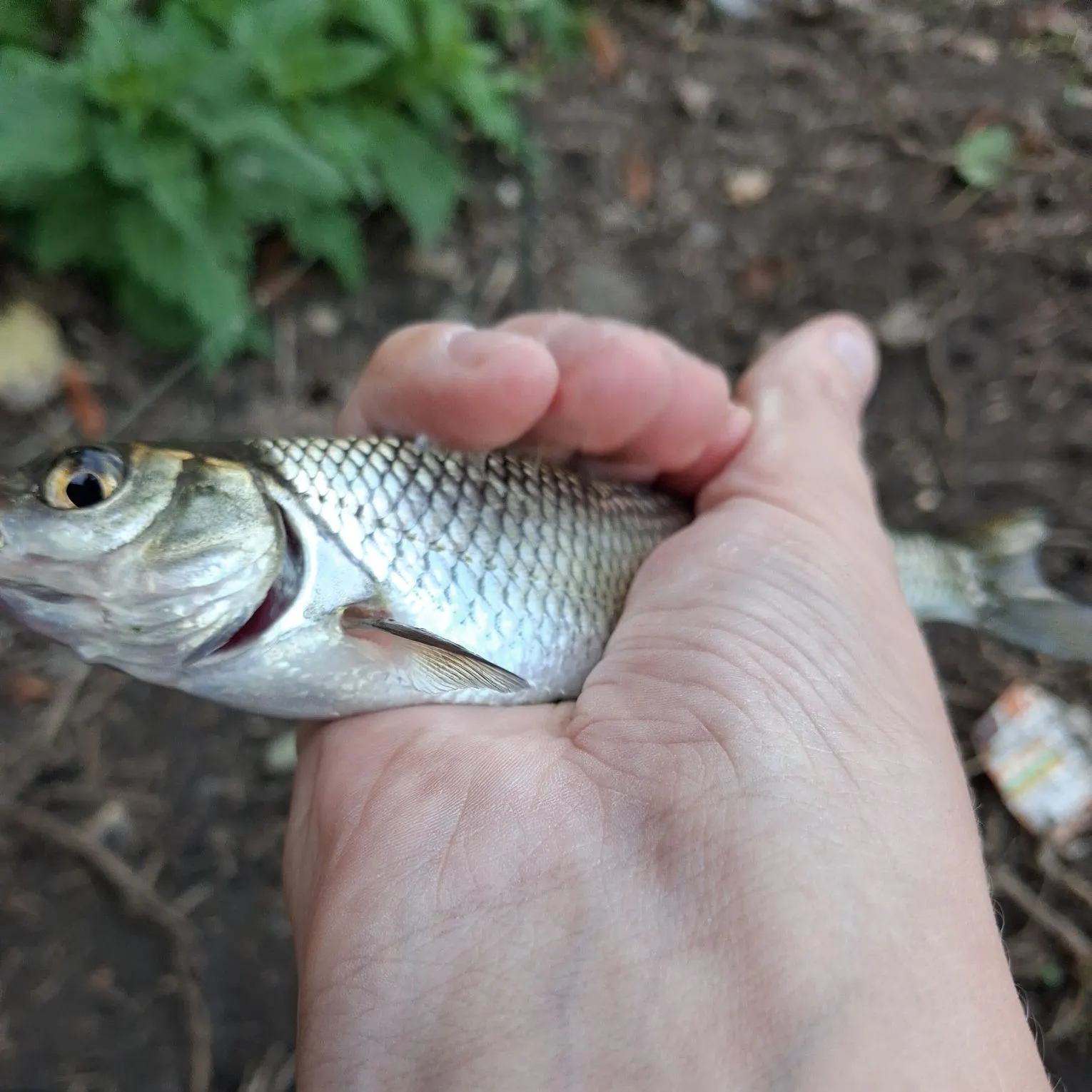 The most recent Common dace catches on Fishbrain