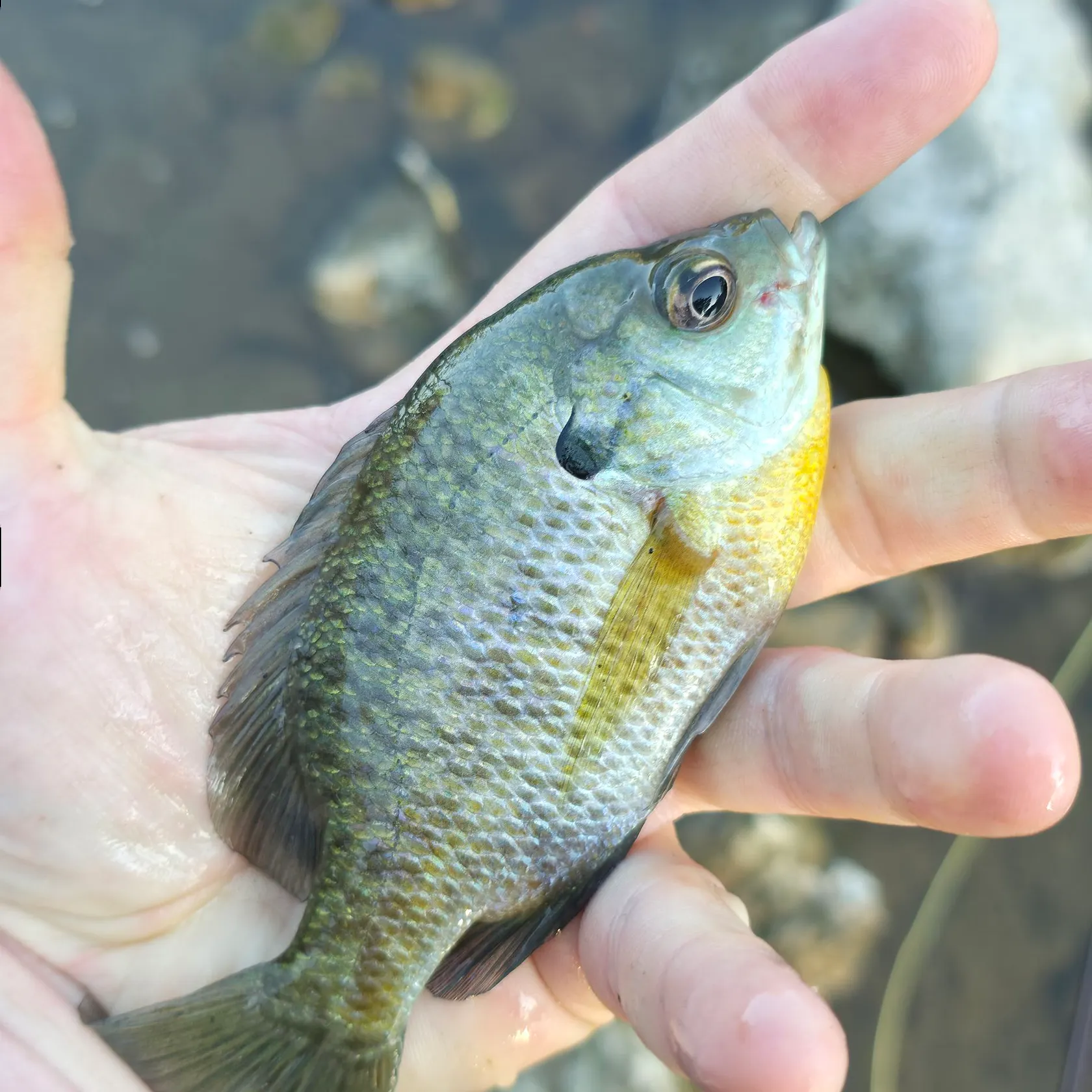 Bluegill caught on Fishbrain