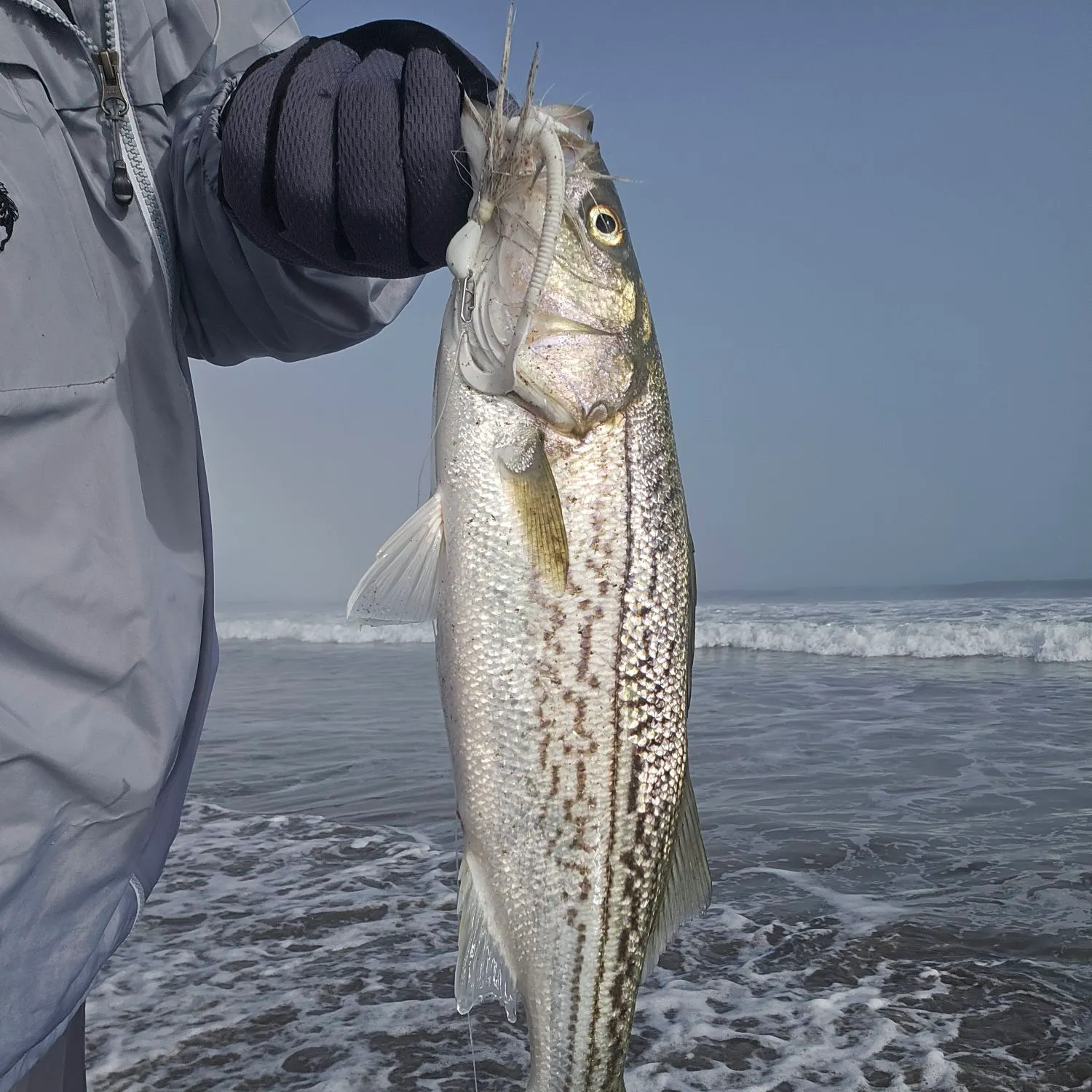Striped bass caught on Fishbrain