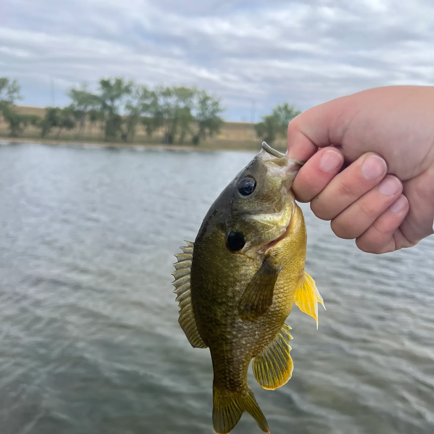Green sunfish caught on Fishbrain