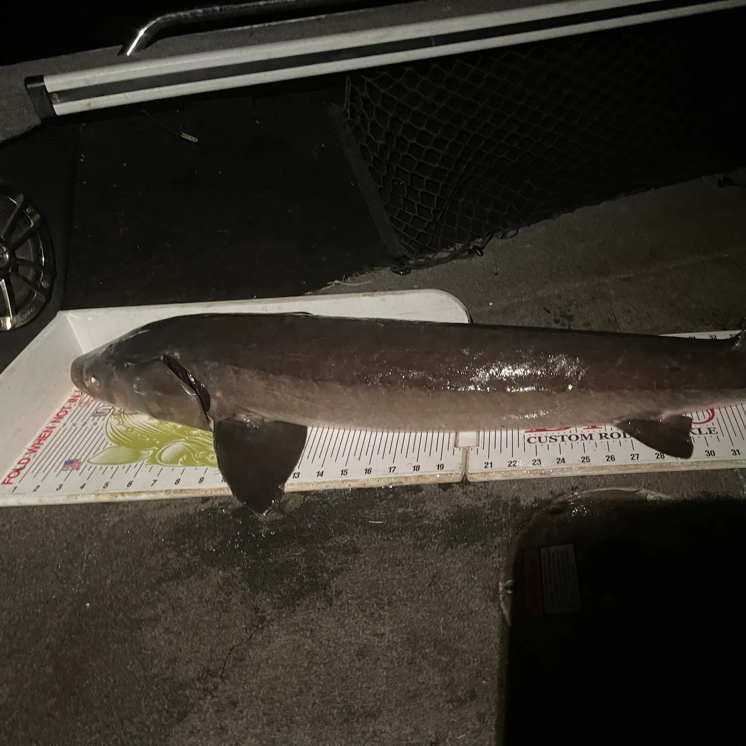 Lake sturgeon caught on Fishbrain