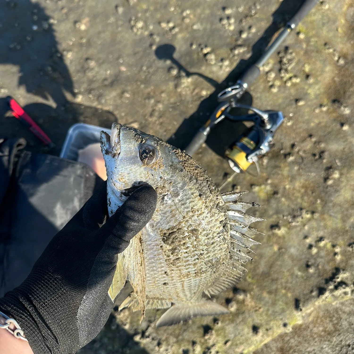 The most recent Surf bream catches on Fishbrain