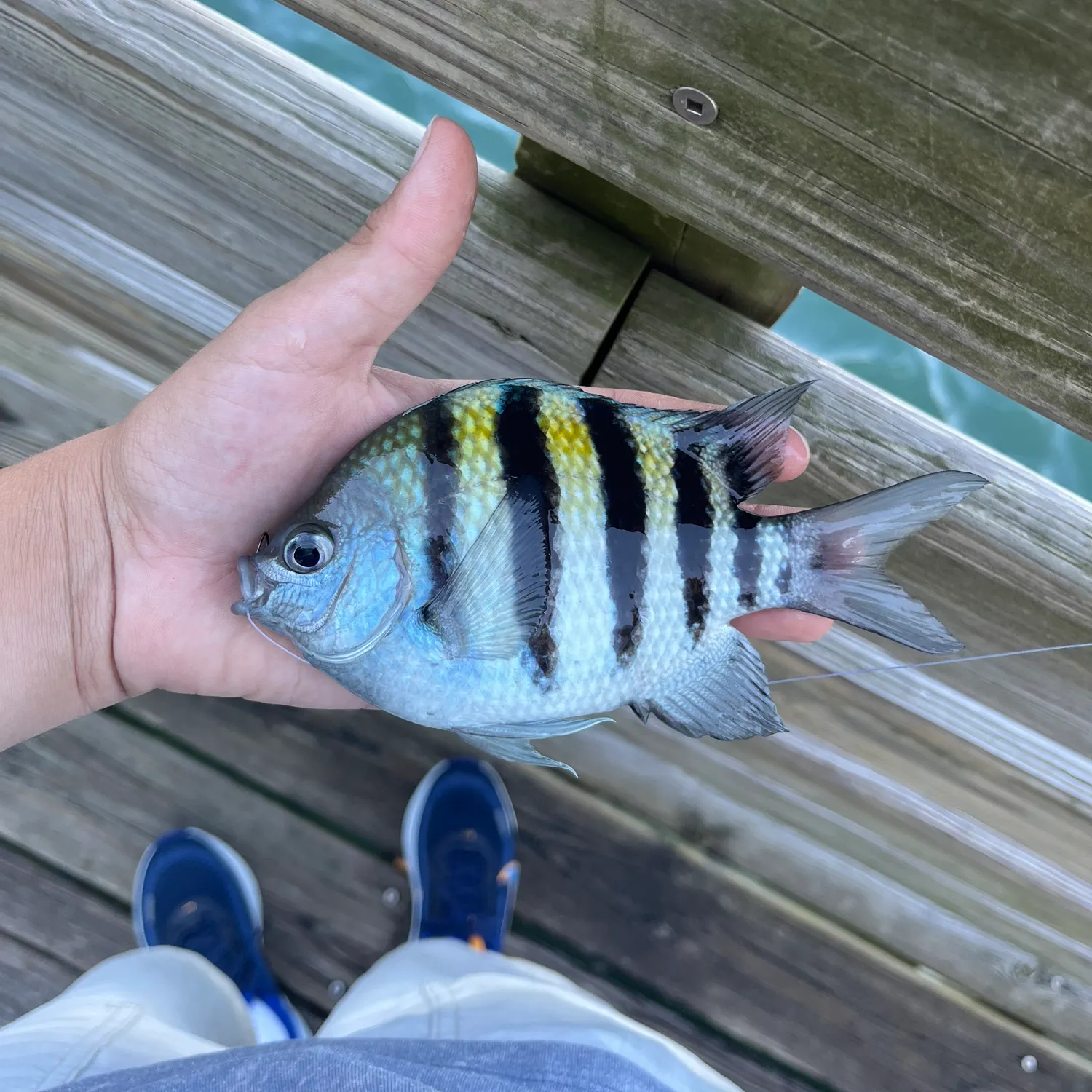 The most recent Sergeant-major catches on Fishbrain