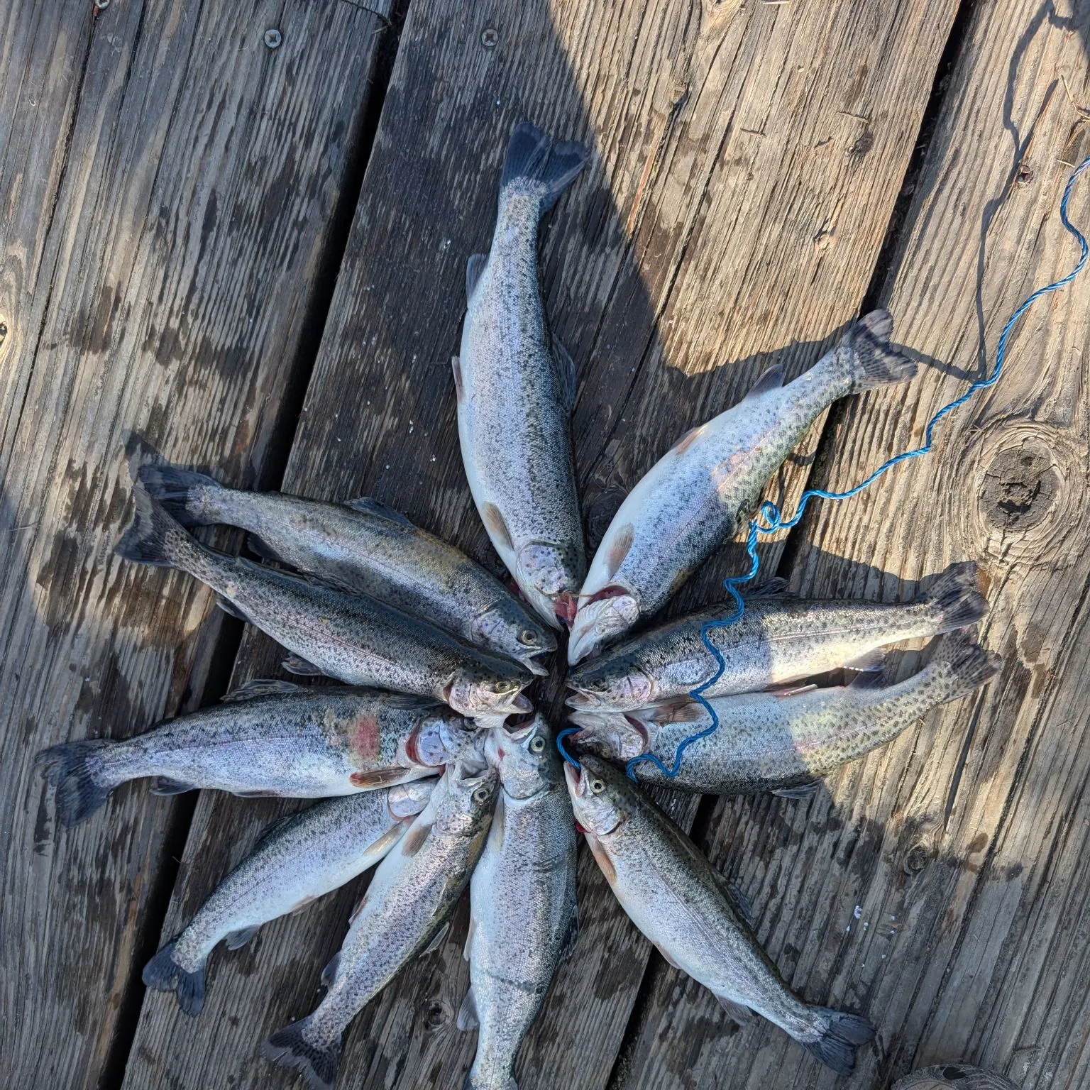 recently logged catches