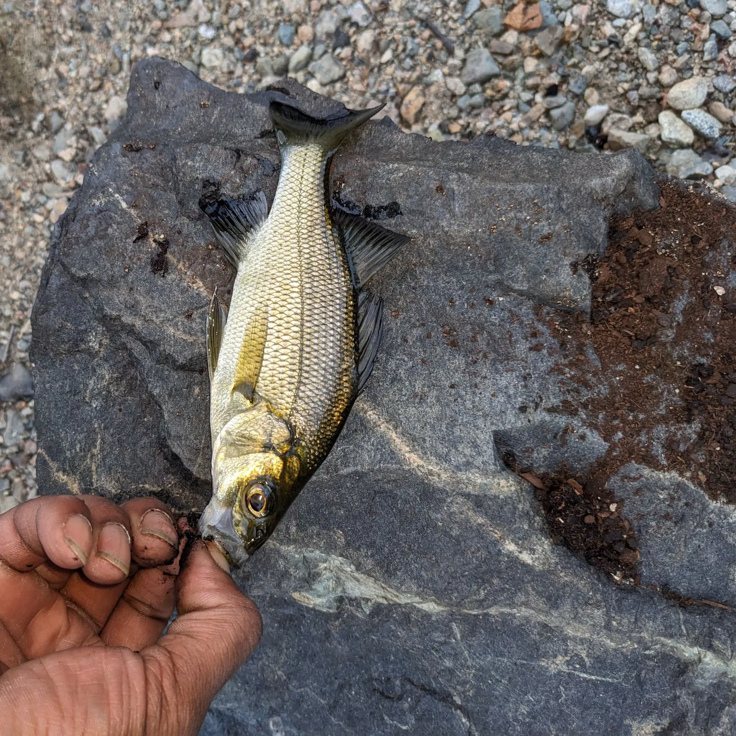 White perch caught on Fishbrain
