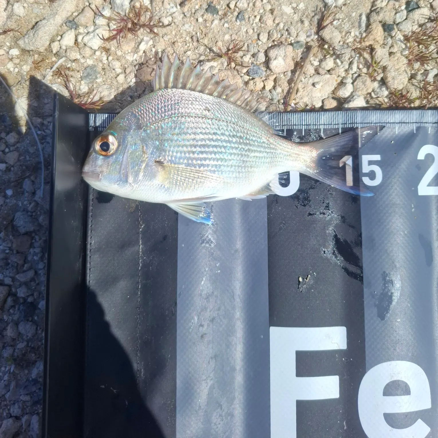 Australasian snapper caught on Fishbrain