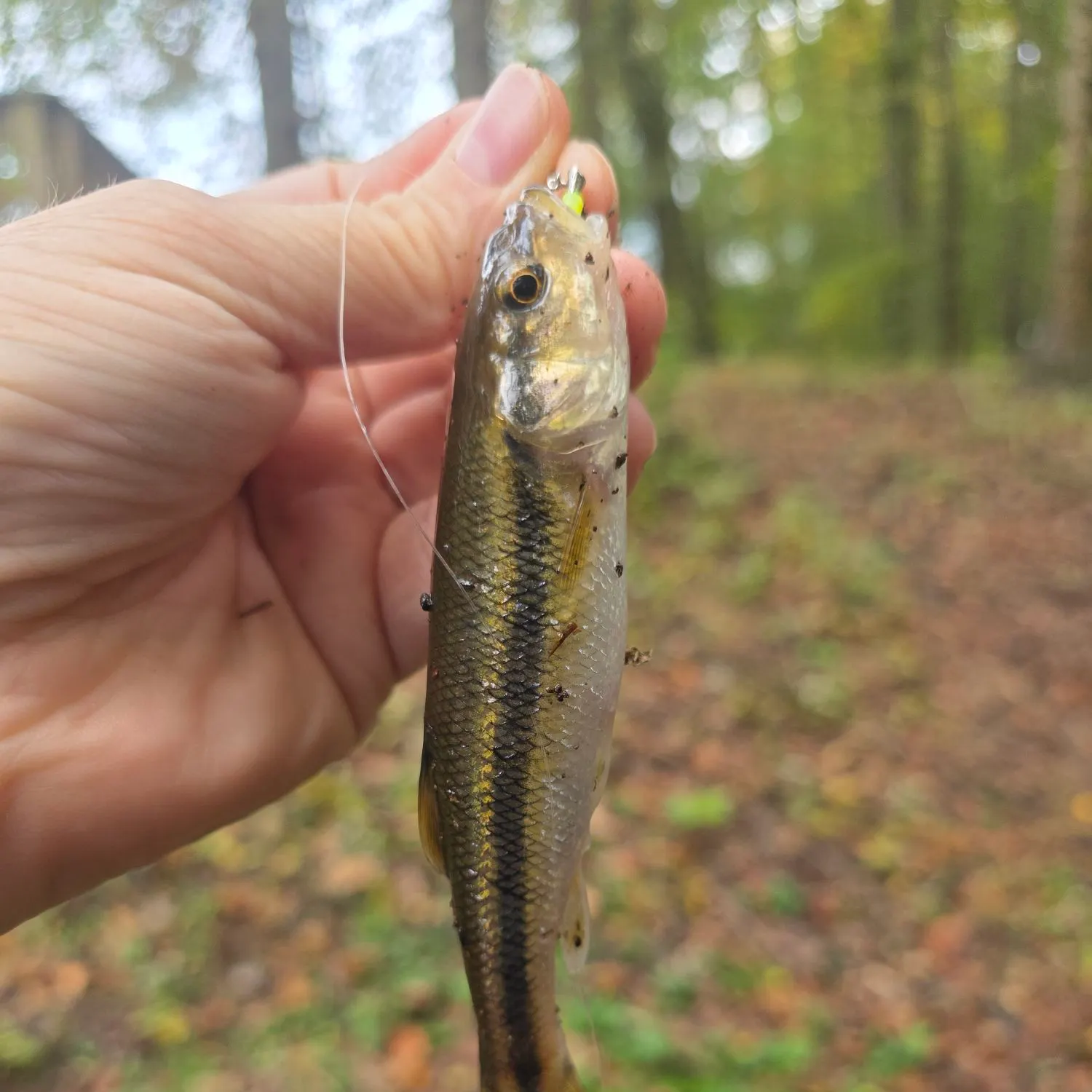 Creek chub caught on Fishbrain