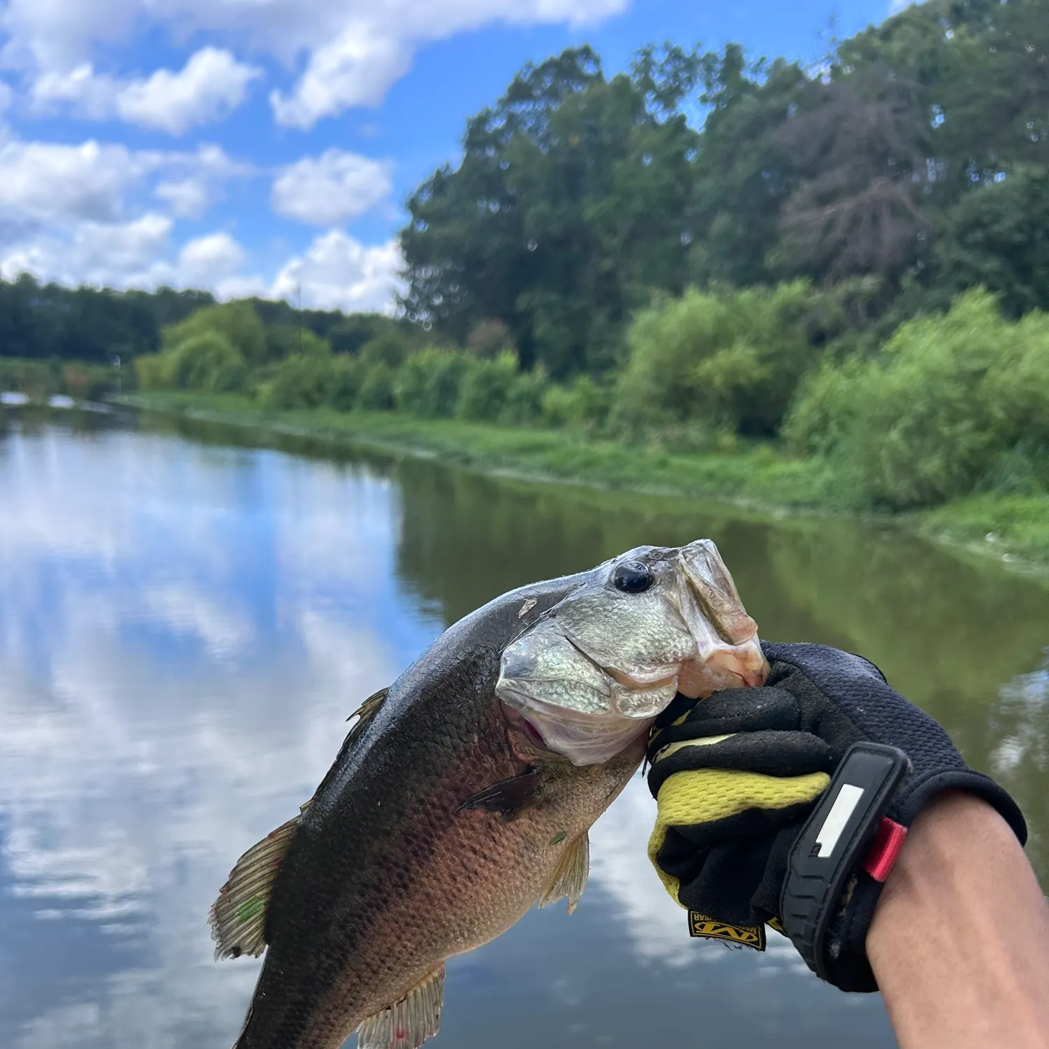 catch