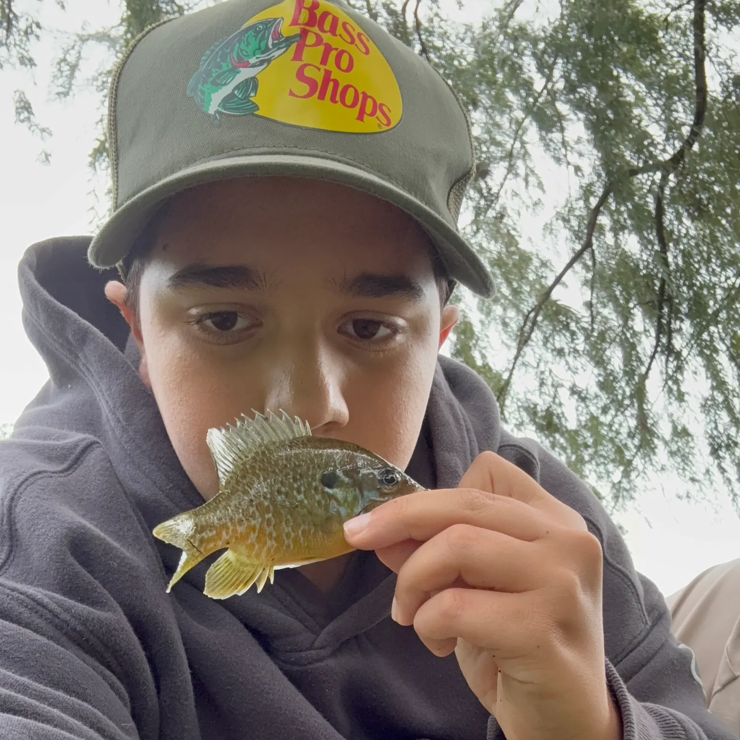 Bluegill caught on Fishbrain