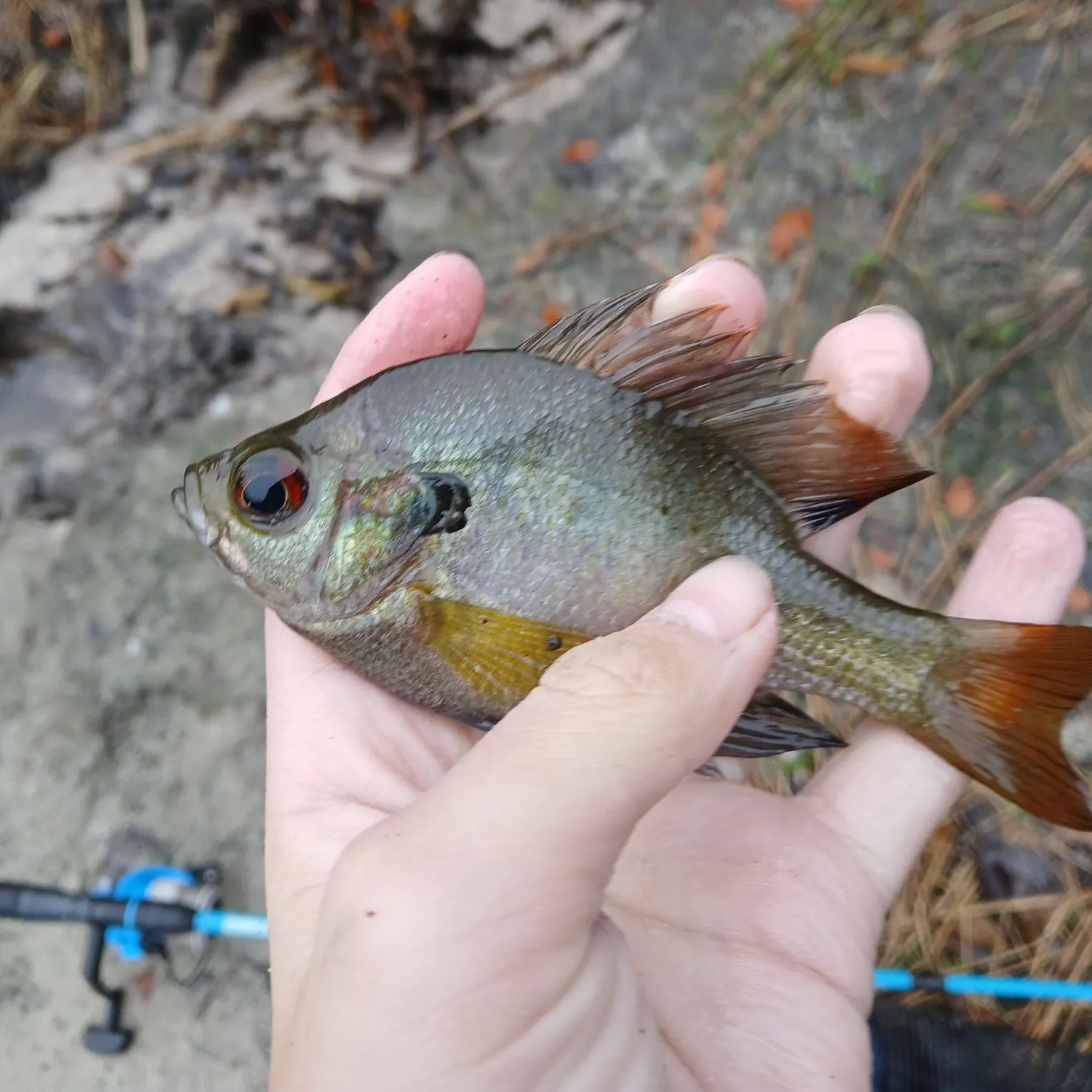 The most recent Coppernose bluegill catches on Fishbrain