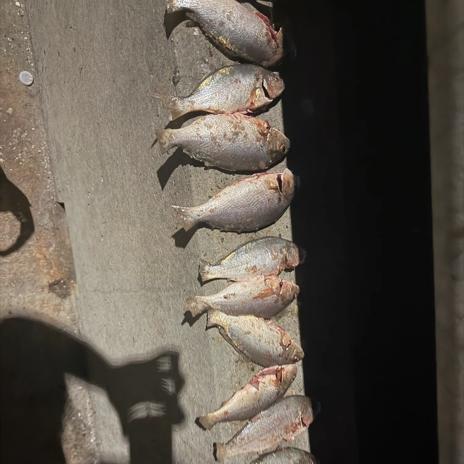 Spot croaker caught on Fishbrain