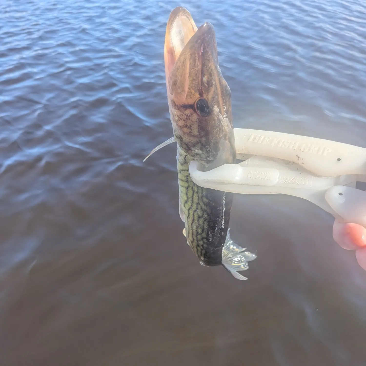 Chain pickerel caught on Fishbrain