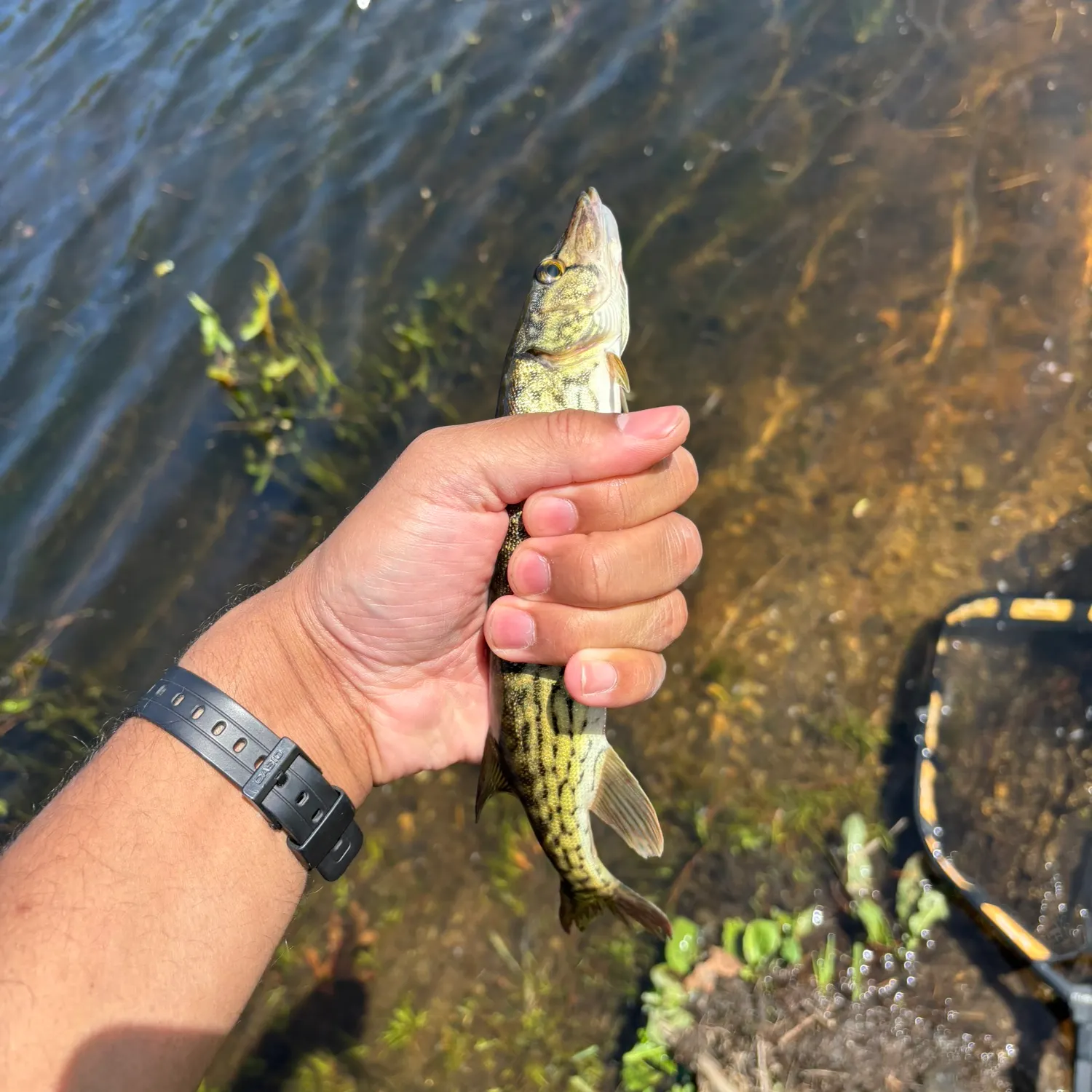 catch
