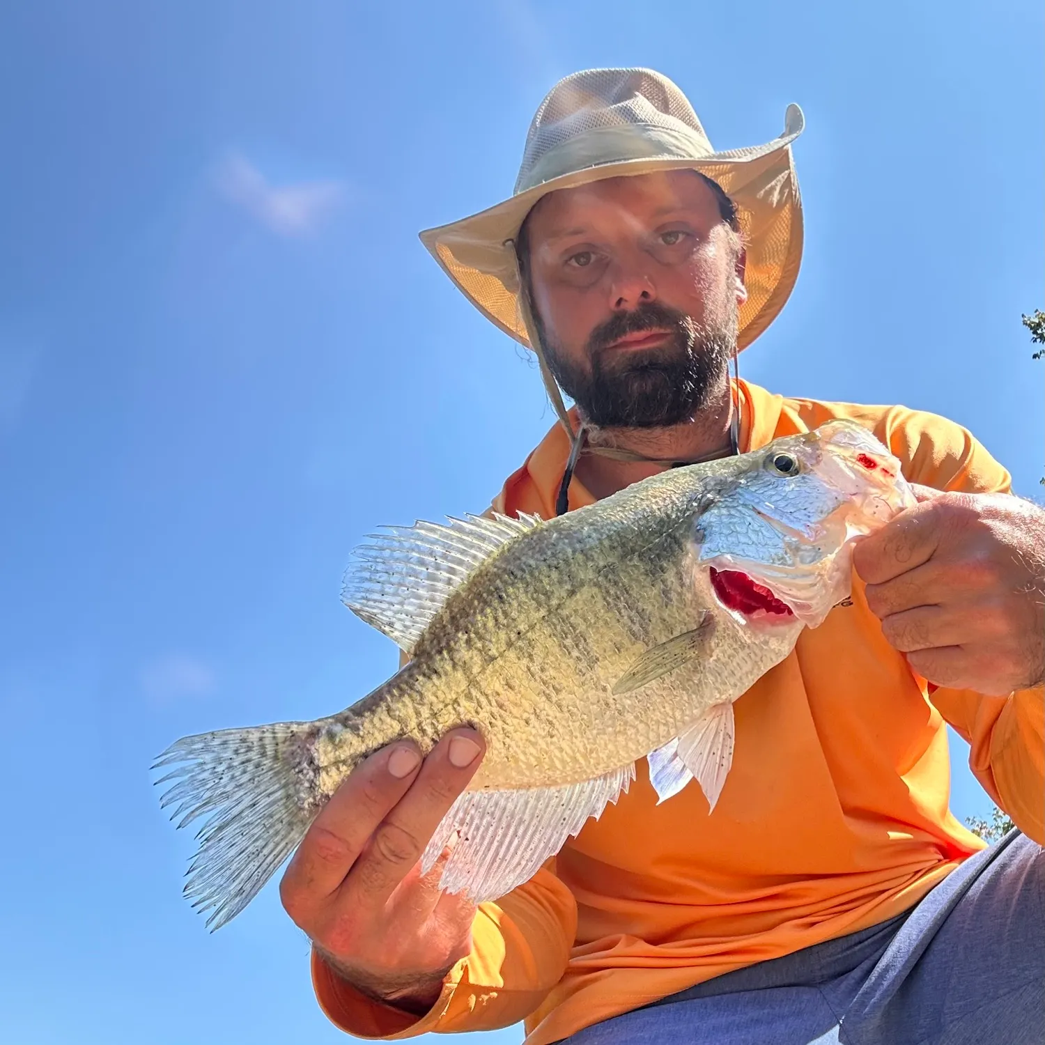White crappie caught on Fishbrain