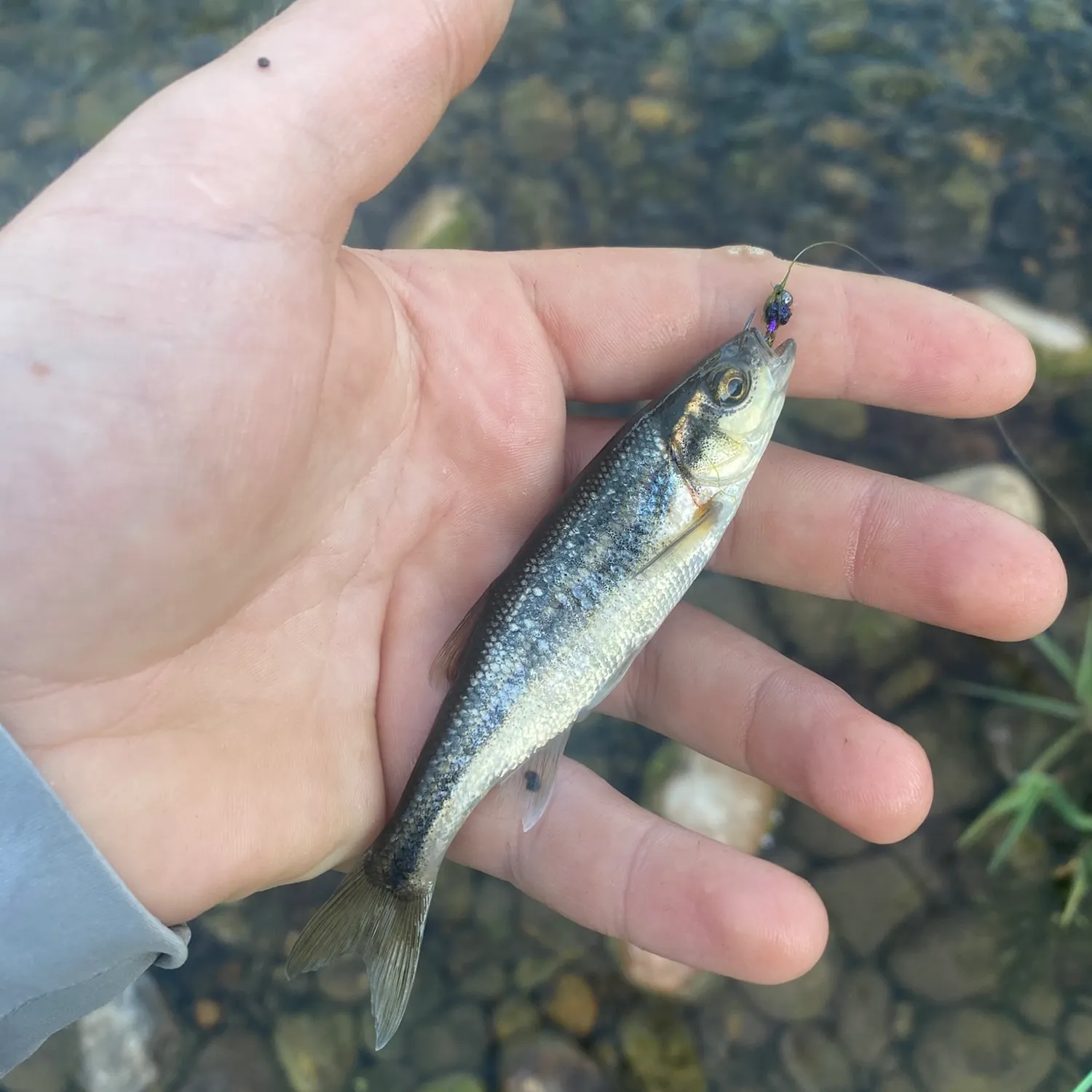 The most recent Northern leatherside chub catches on Fishbrain
