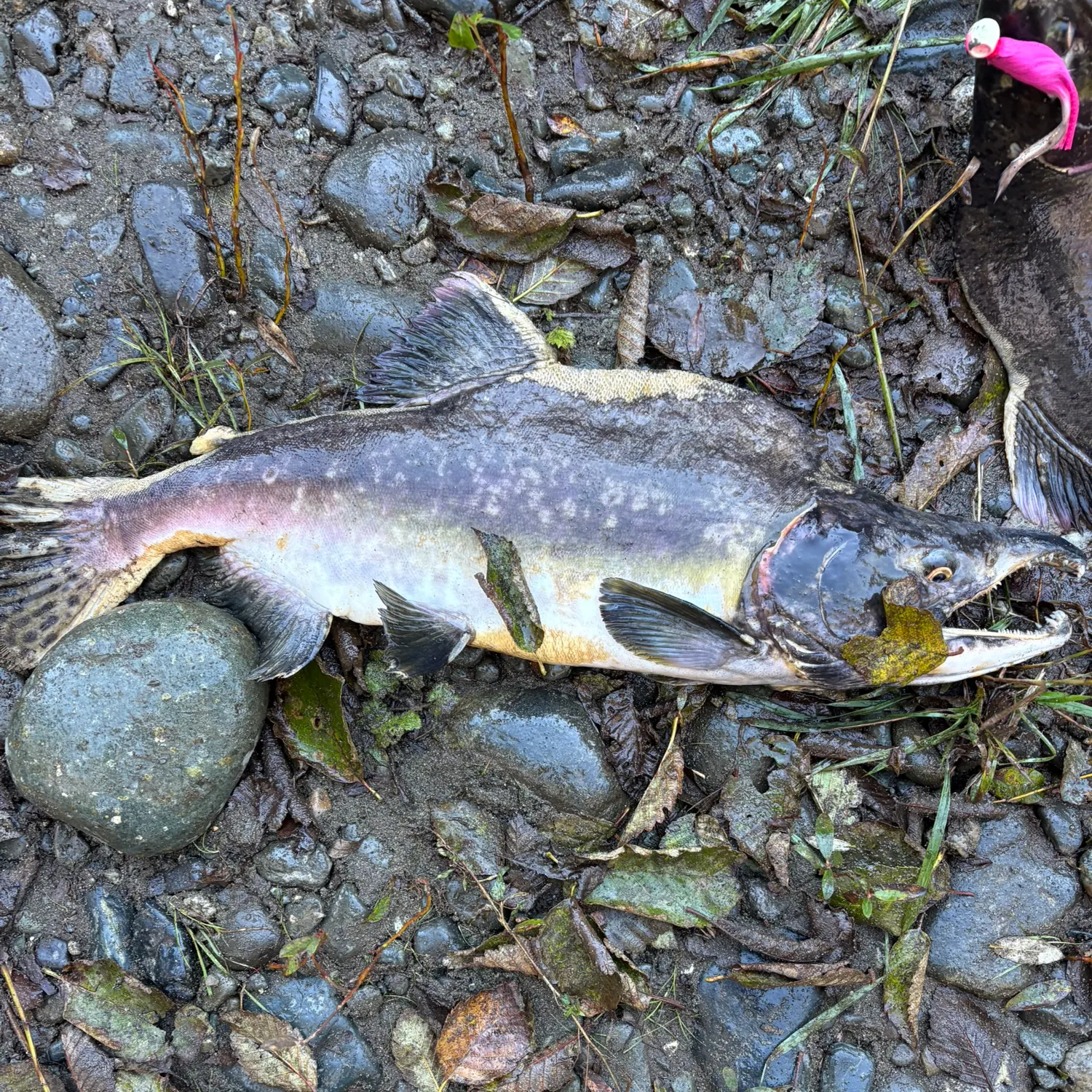 Pink salmon caught on Fishbrain
