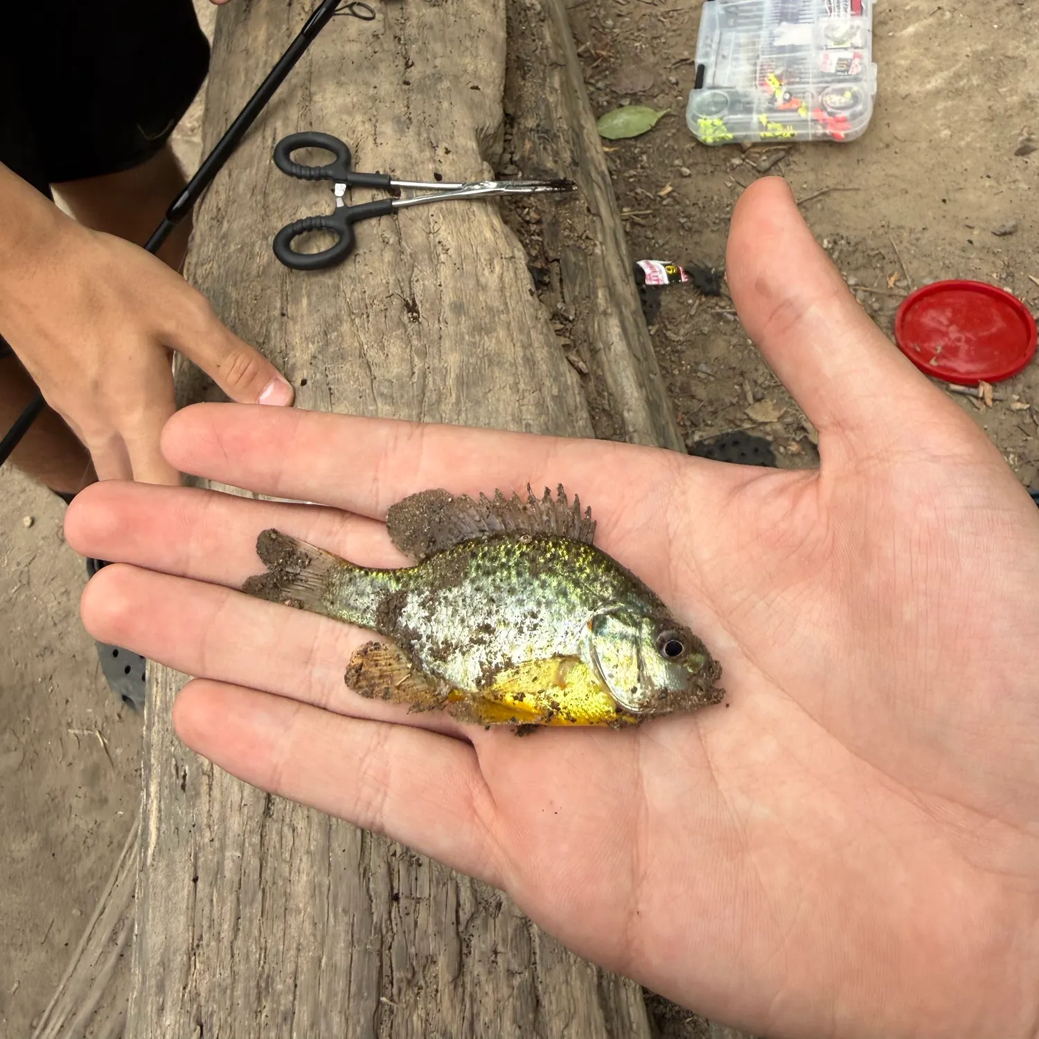 Green sunfish caught on Fishbrain