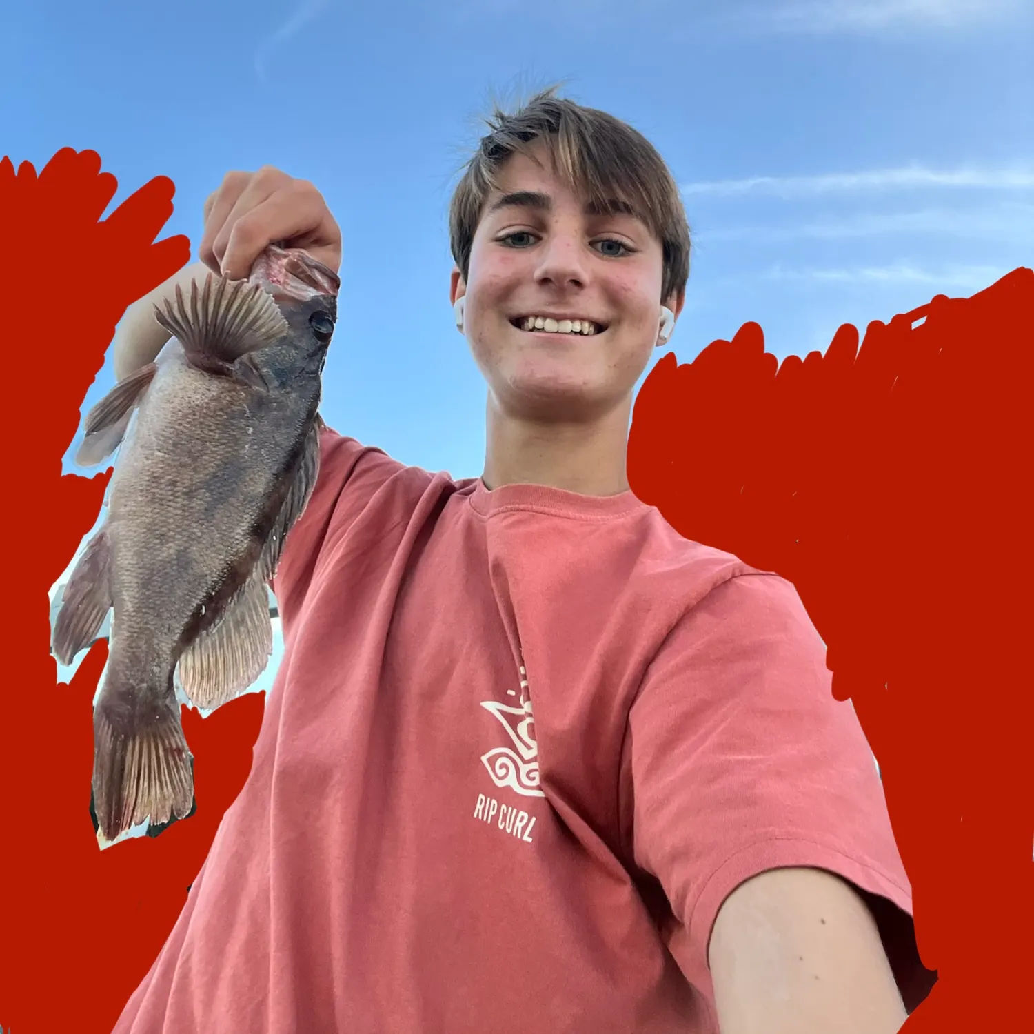 The most recent Red rock cod catches on Fishbrain