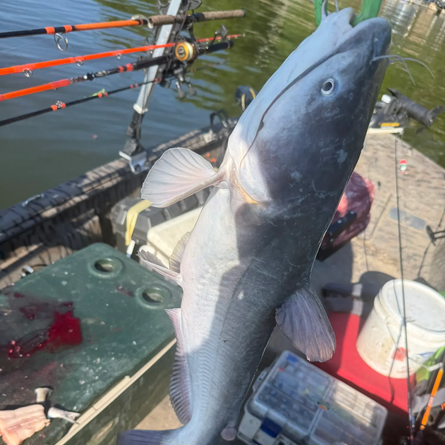 Blue catfish caught on Fishbrain