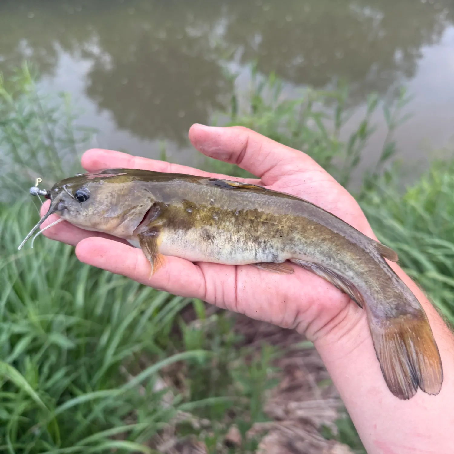 The most recent Flat bullhead catches on Fishbrain
