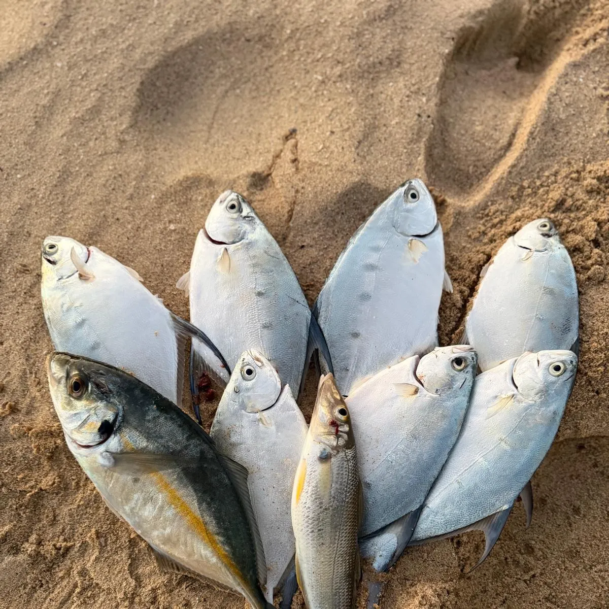 The most recent Largespotted dart catches on Fishbrain