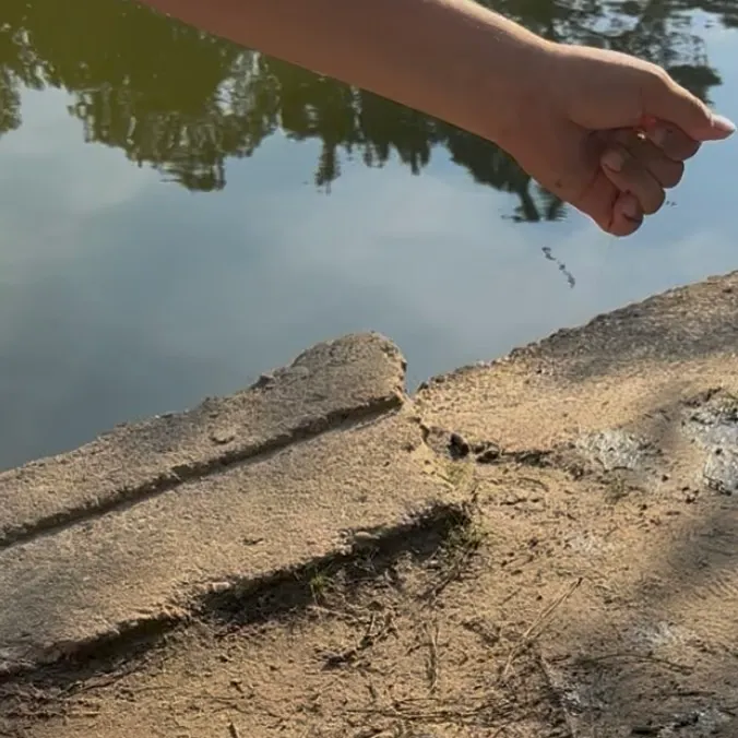 Common snapping turtle caught on Fishbrain