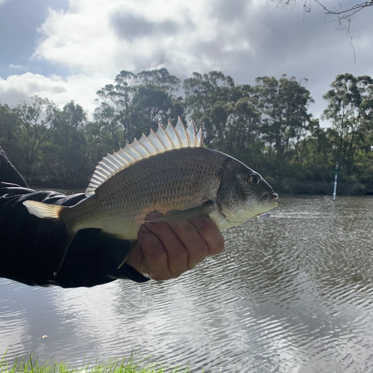 Southern black bream caught on Fishbrain