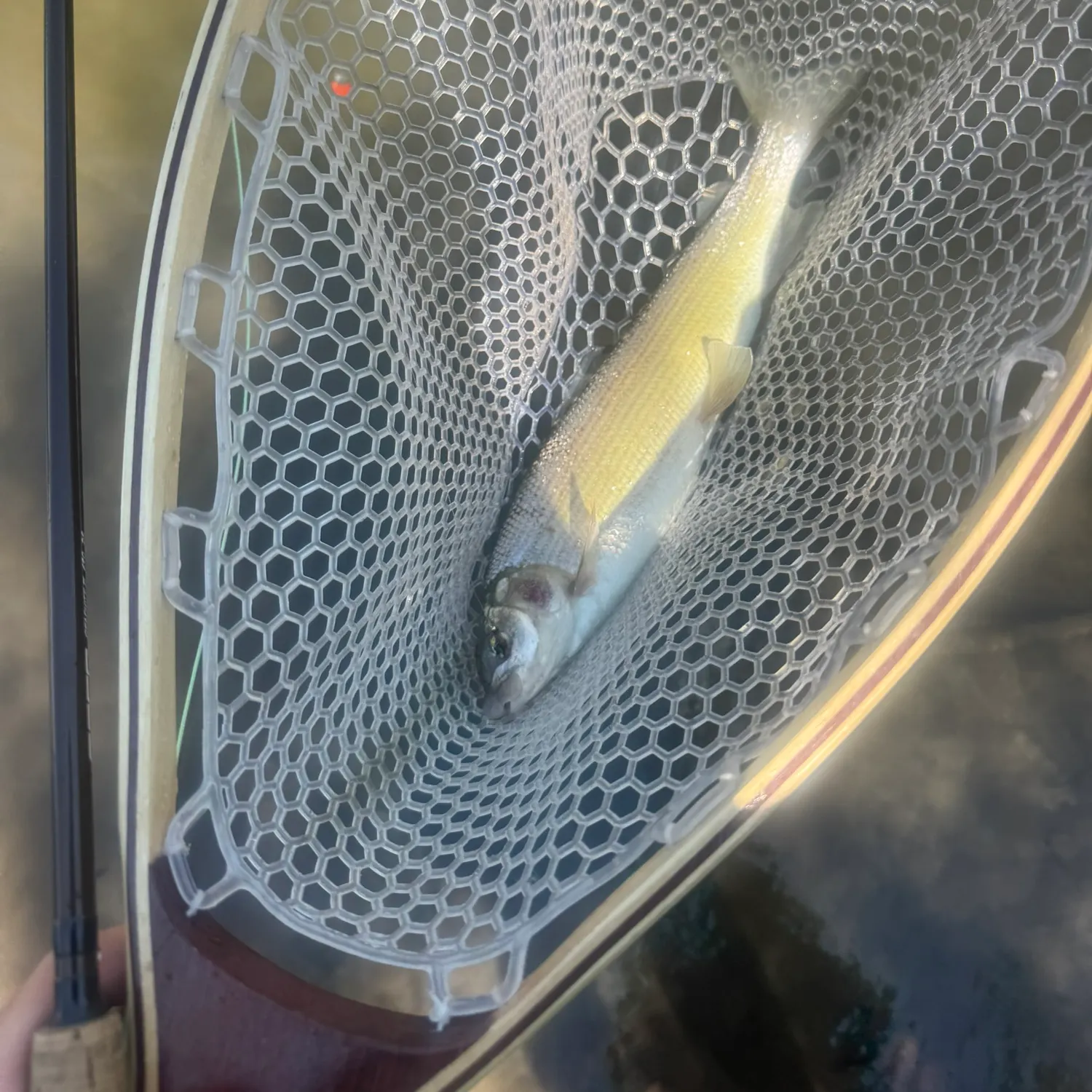 Mountain whitefish caught on Fishbrain