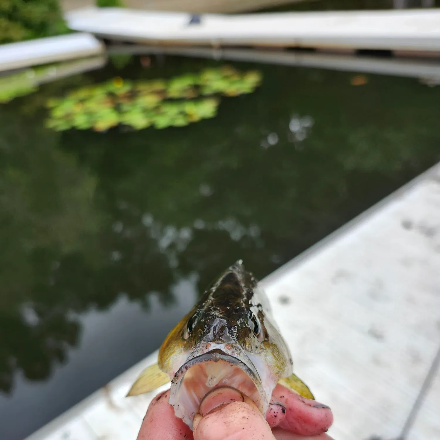 Yellow perch caught on Fishbrain