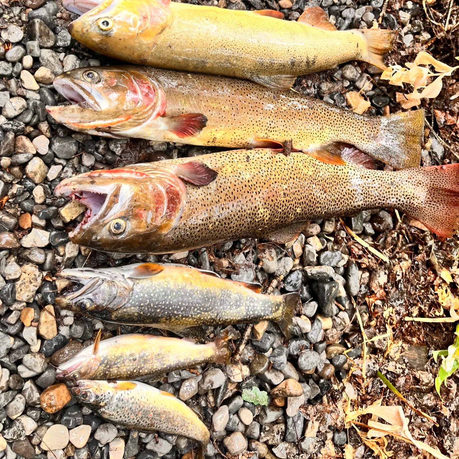 recently logged catches