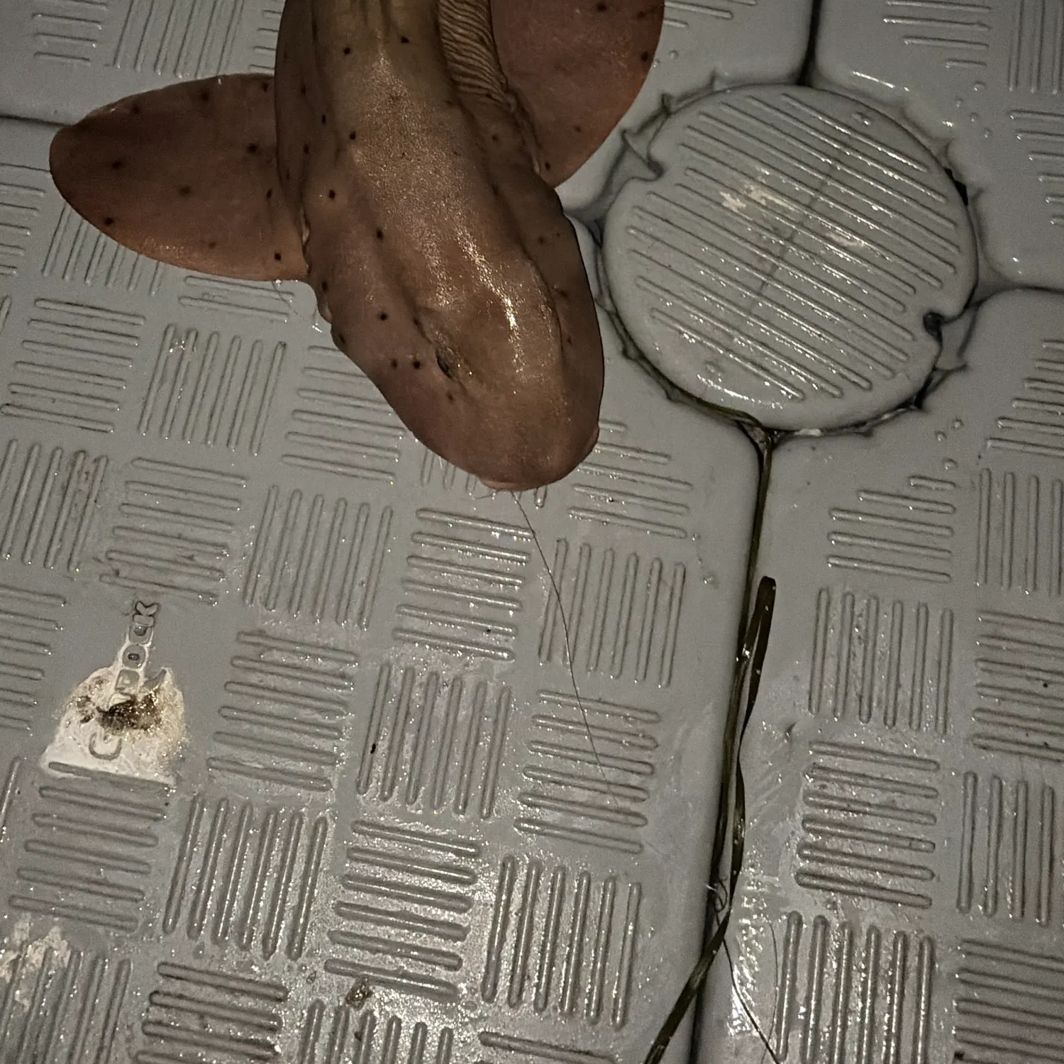 The most recent Horn shark catches on Fishbrain